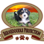 bernedoodle perfection