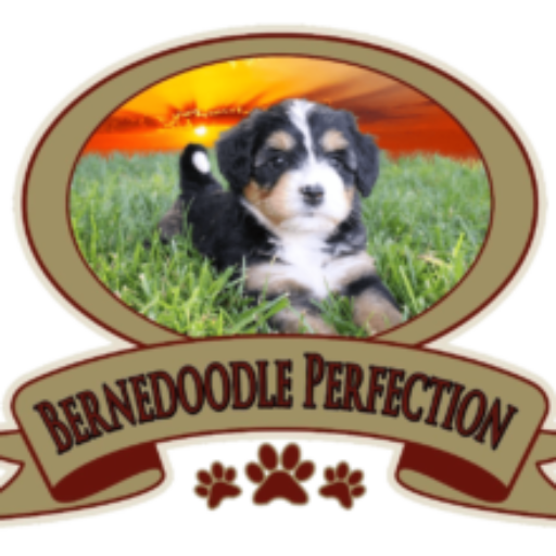 bernedoodle perfection