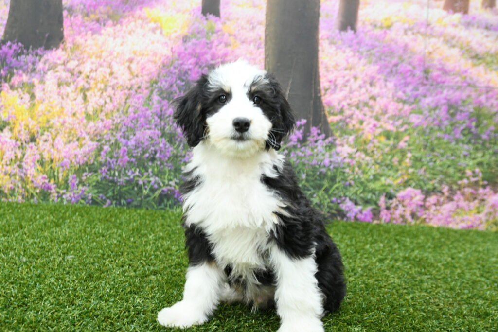 Bernedoodle puppies