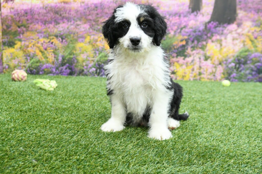Bernedoodle puppies