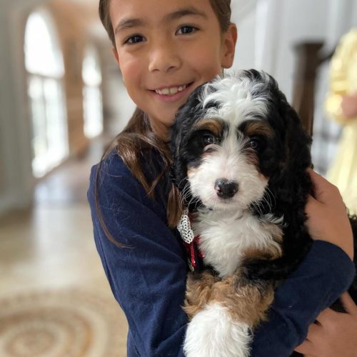 Family Companion: Mini Bernedoodles