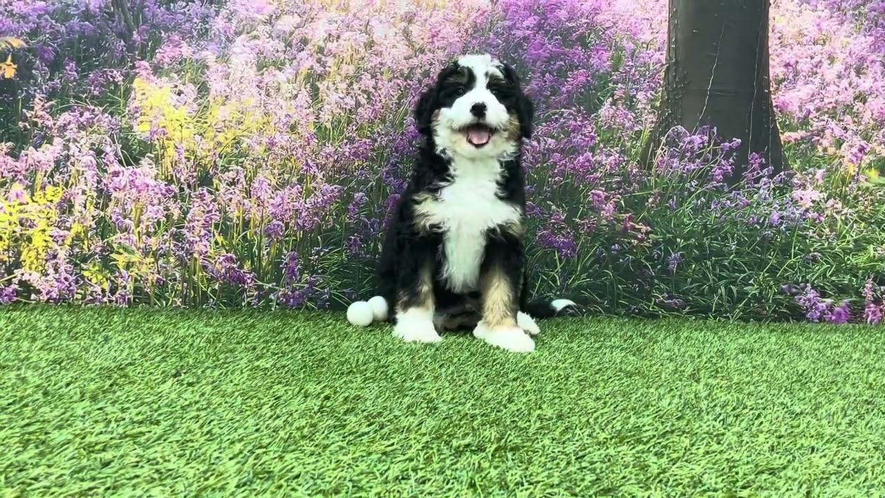 Bernedoodles