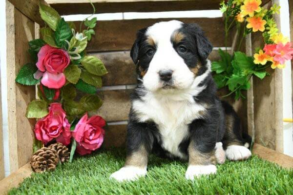 Bernedoodle Breeder