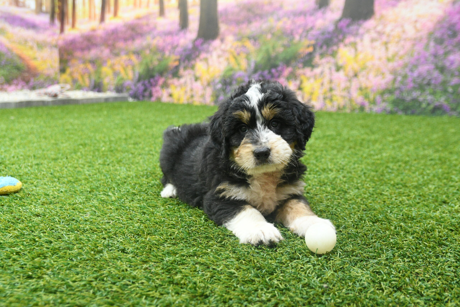 mini Bernedoodle puppies for sale