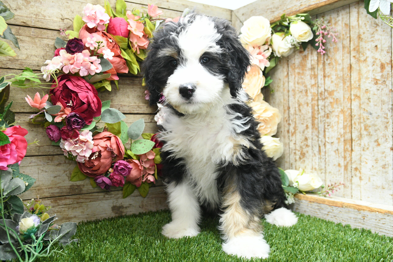 Mini Bernedoodle