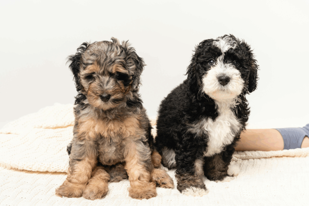 Bernedoodle Perfection