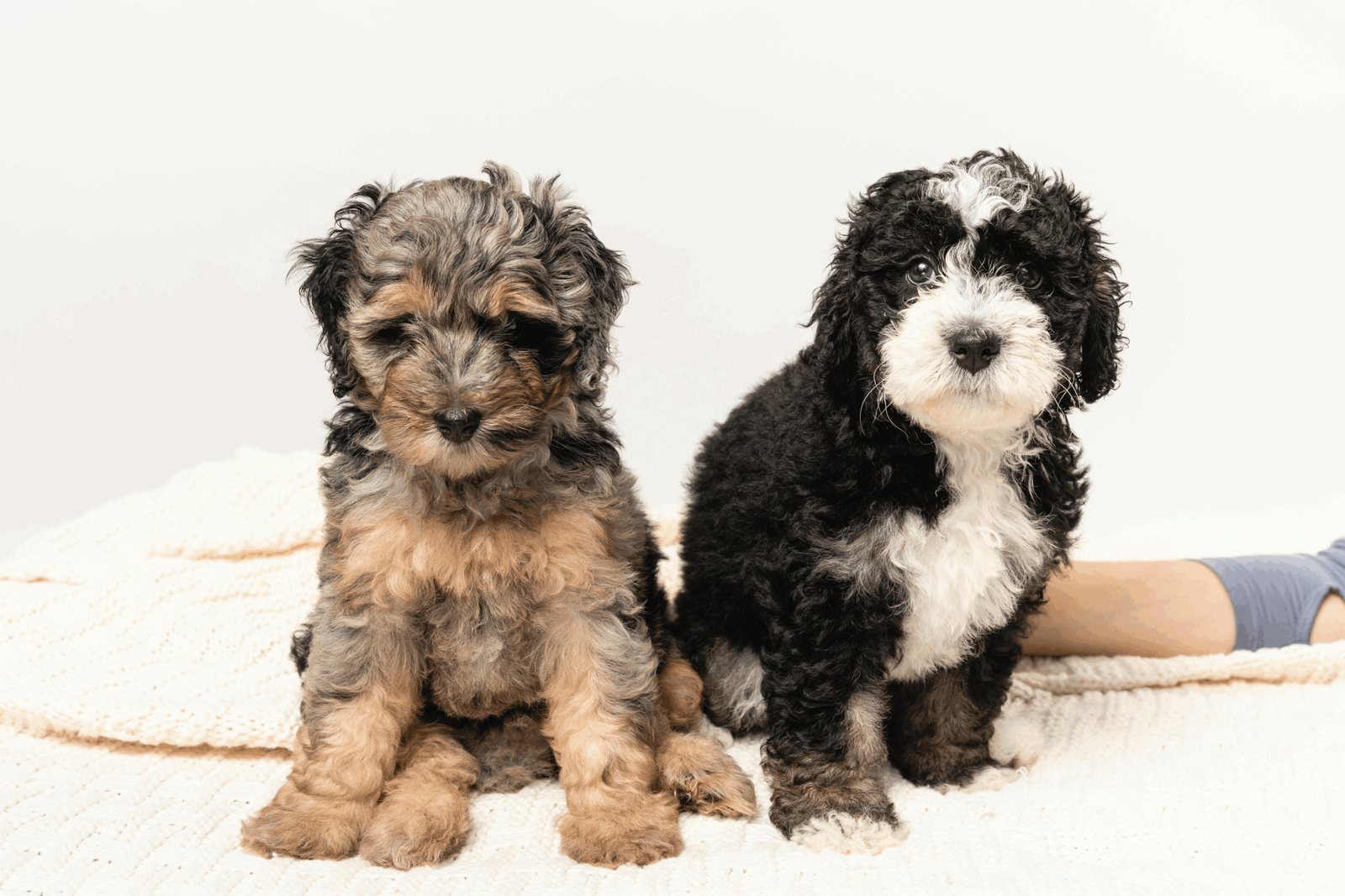 Bernedoodle Perfection