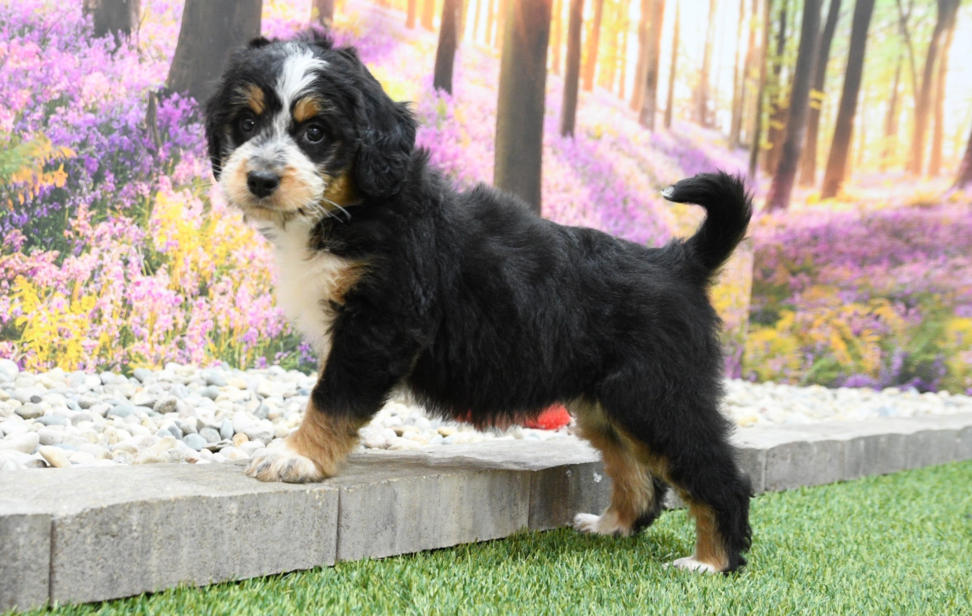 Jordyn 2 Jordyn - Image 2