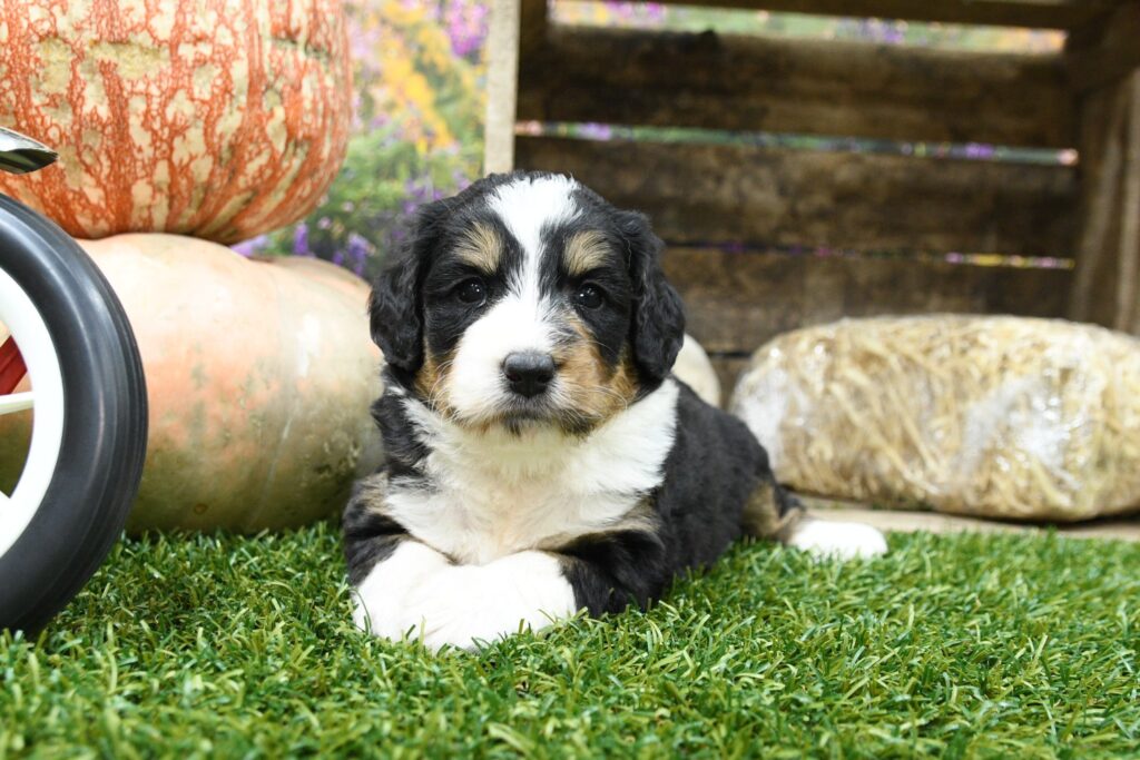 mini Bernedoodle puppies