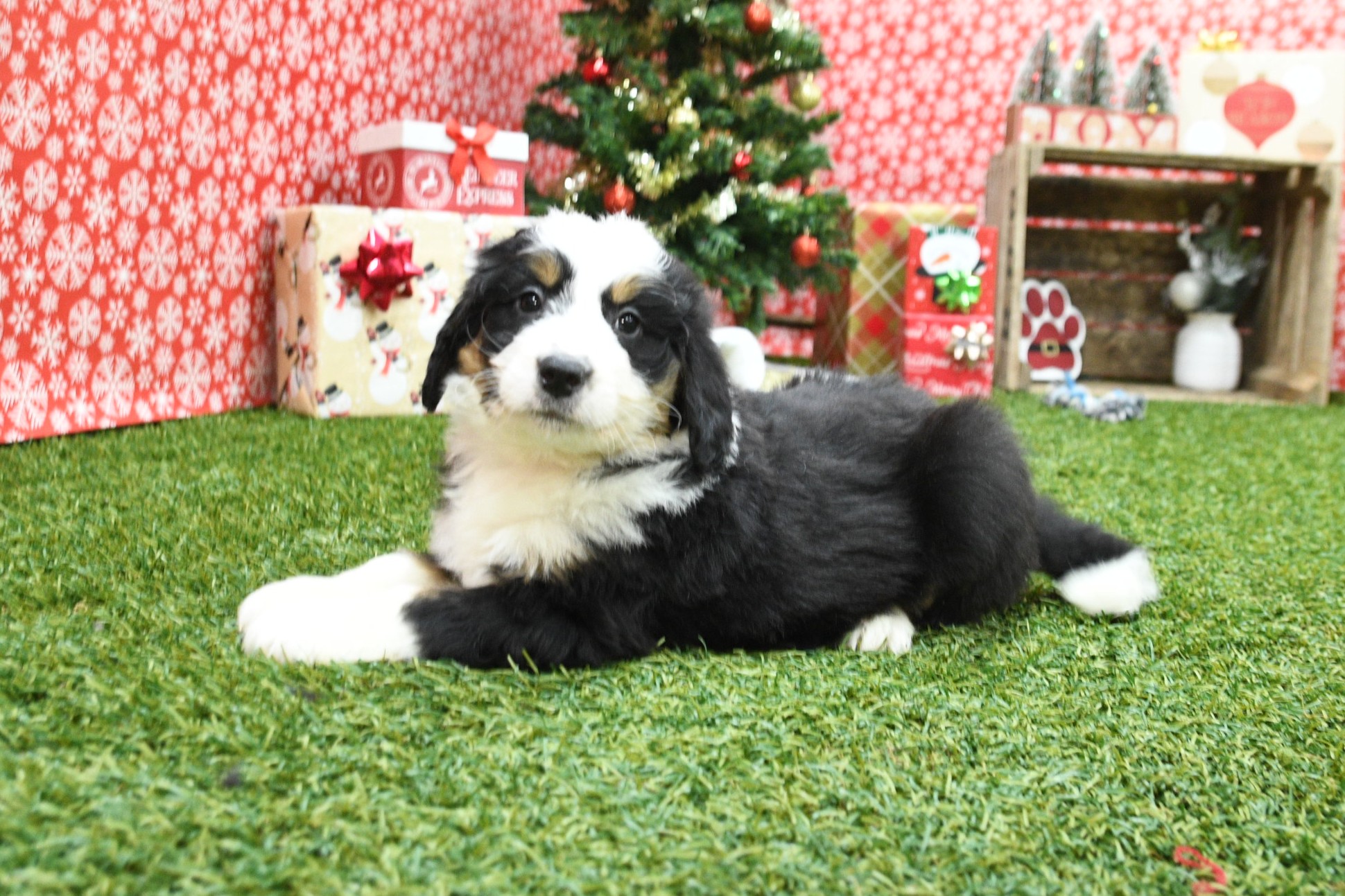 Sammy 5 Sammy - Image 5