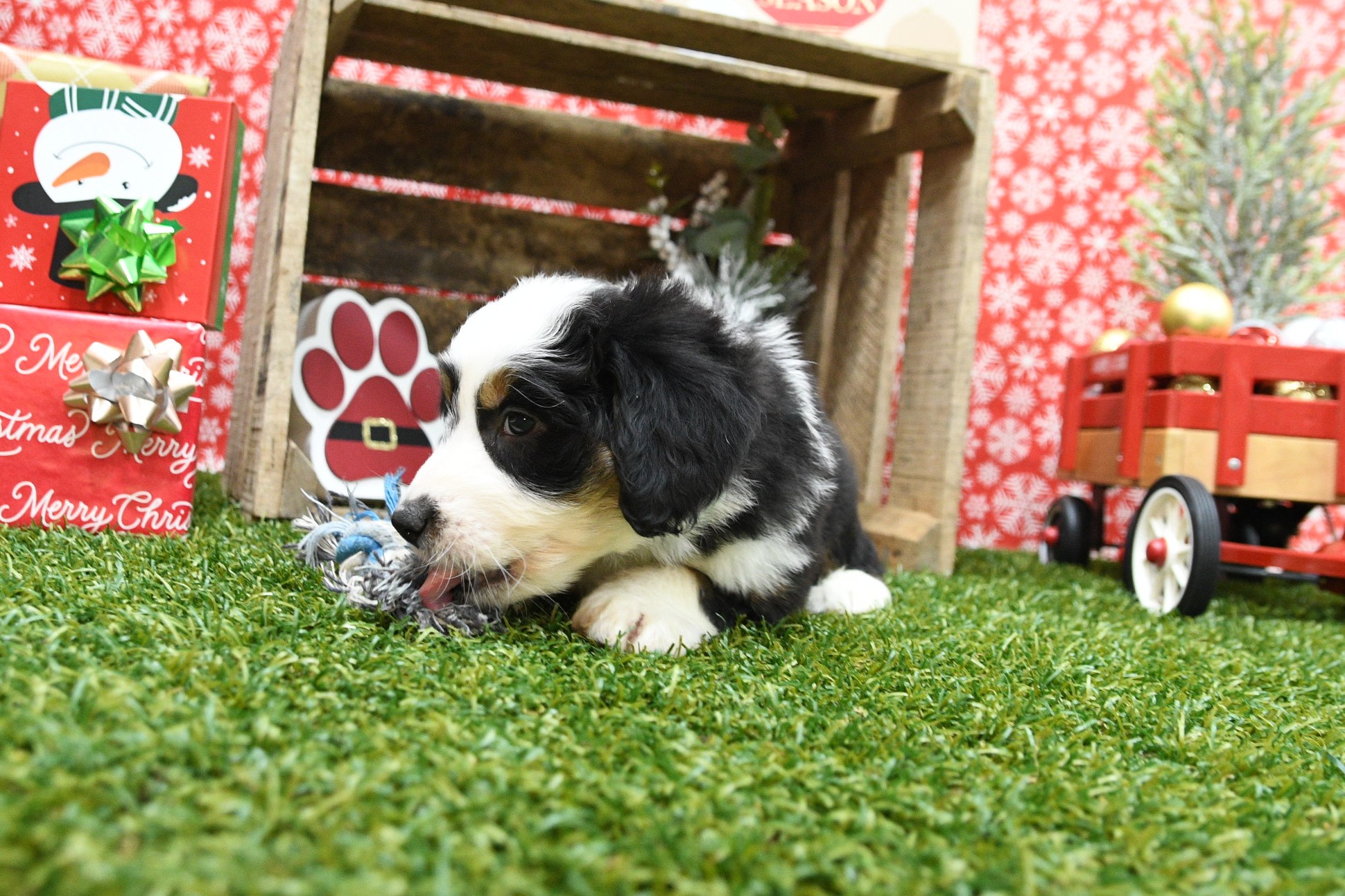 Sammy 4 Sammy - Image 4