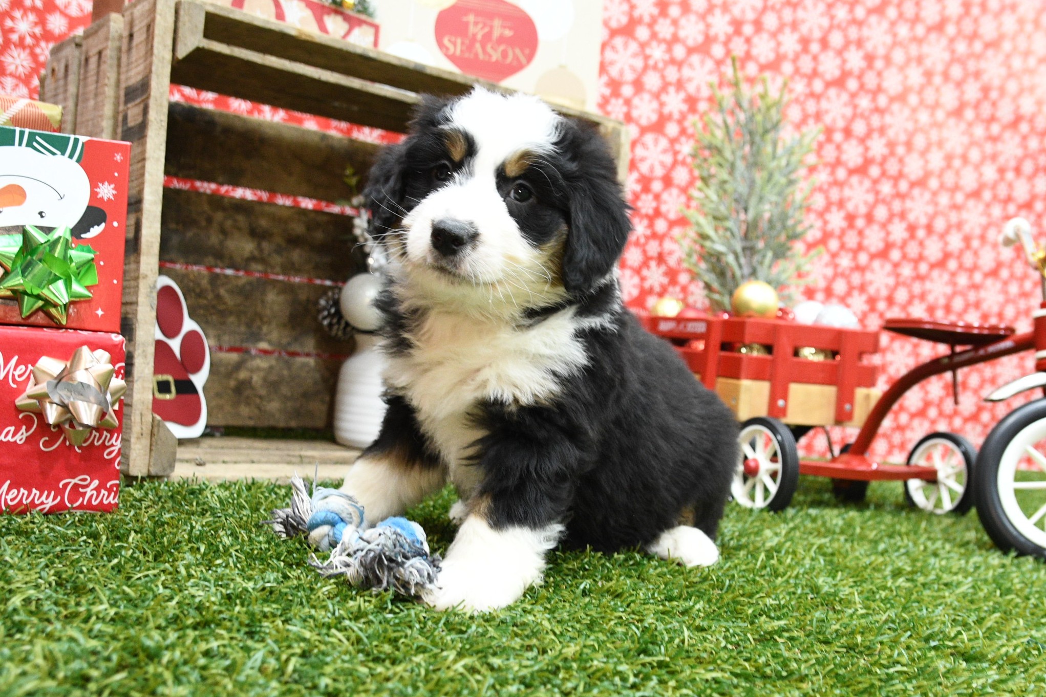 Sammy 3 Sammy - Image 3