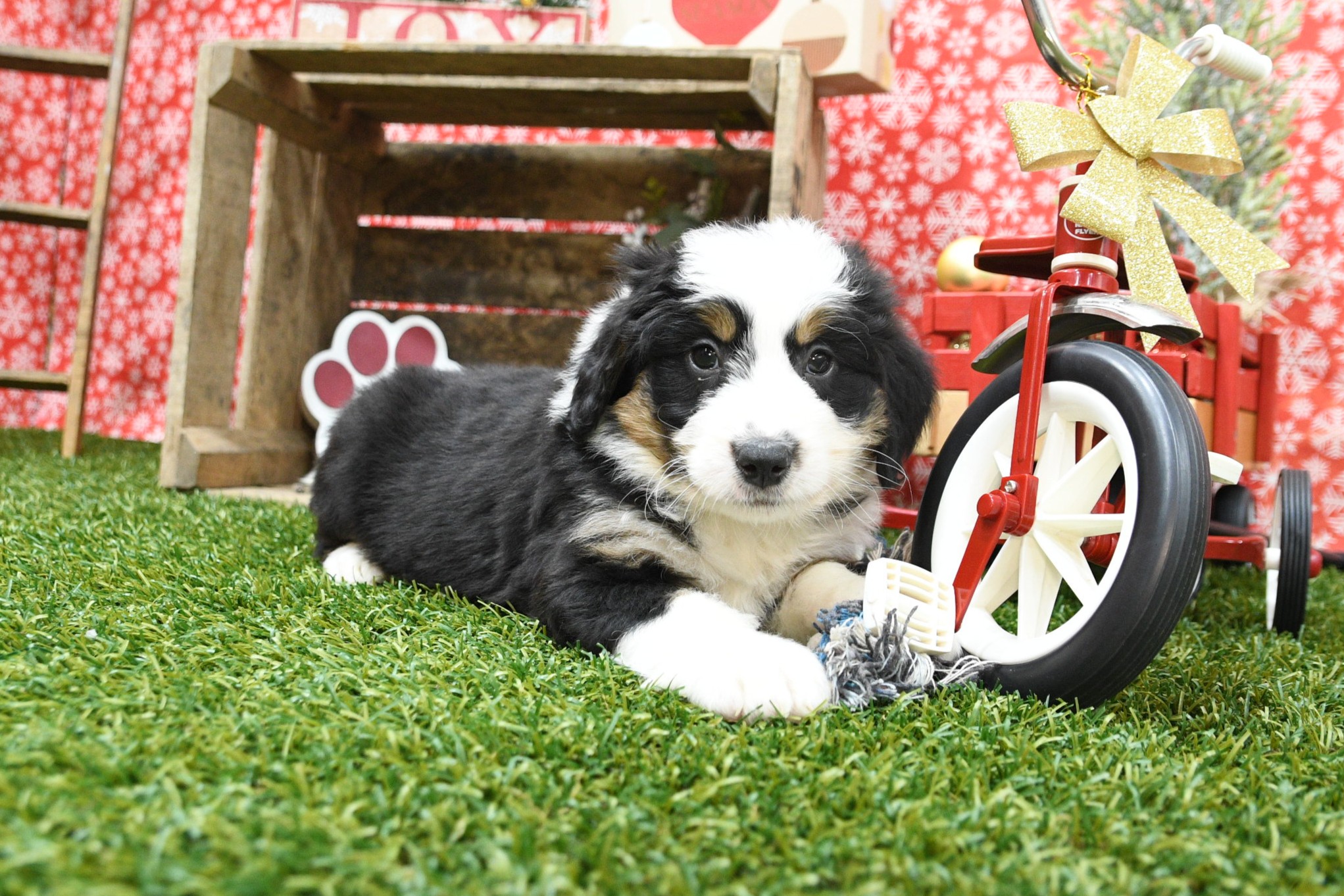 Sammy 2 Sammy - Image 2