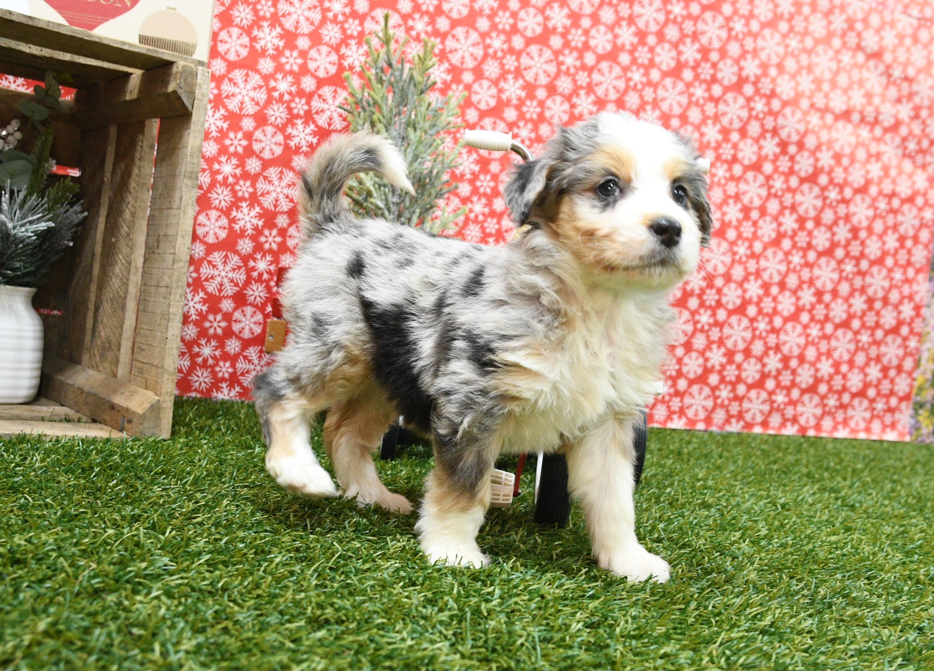 Sophie 2 Sophie - Image 2