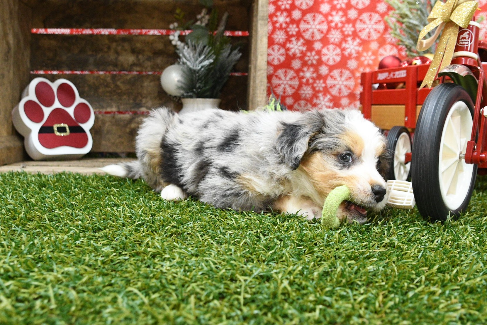 Sophie 4 Sophie - Image 4