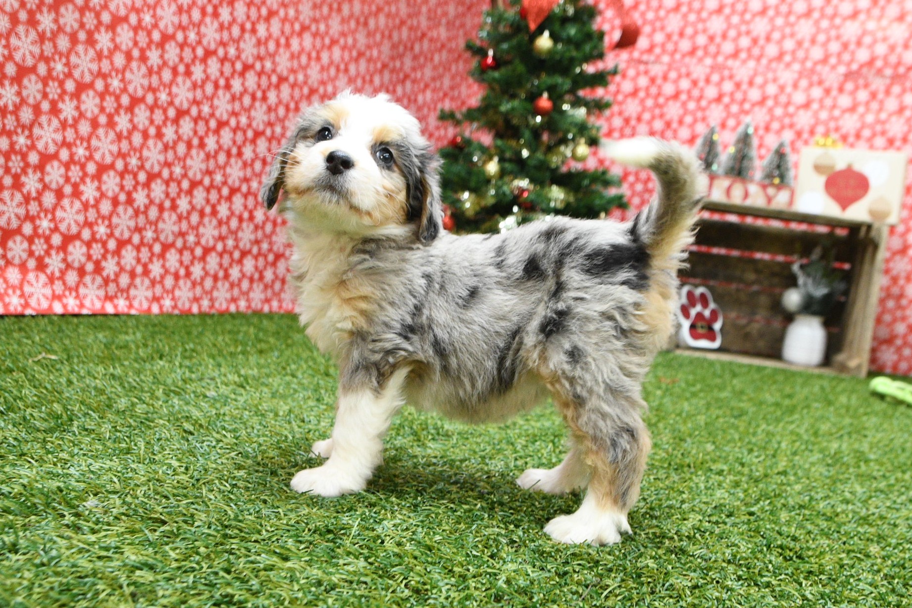 Sophie 3 Sophie - Image 3