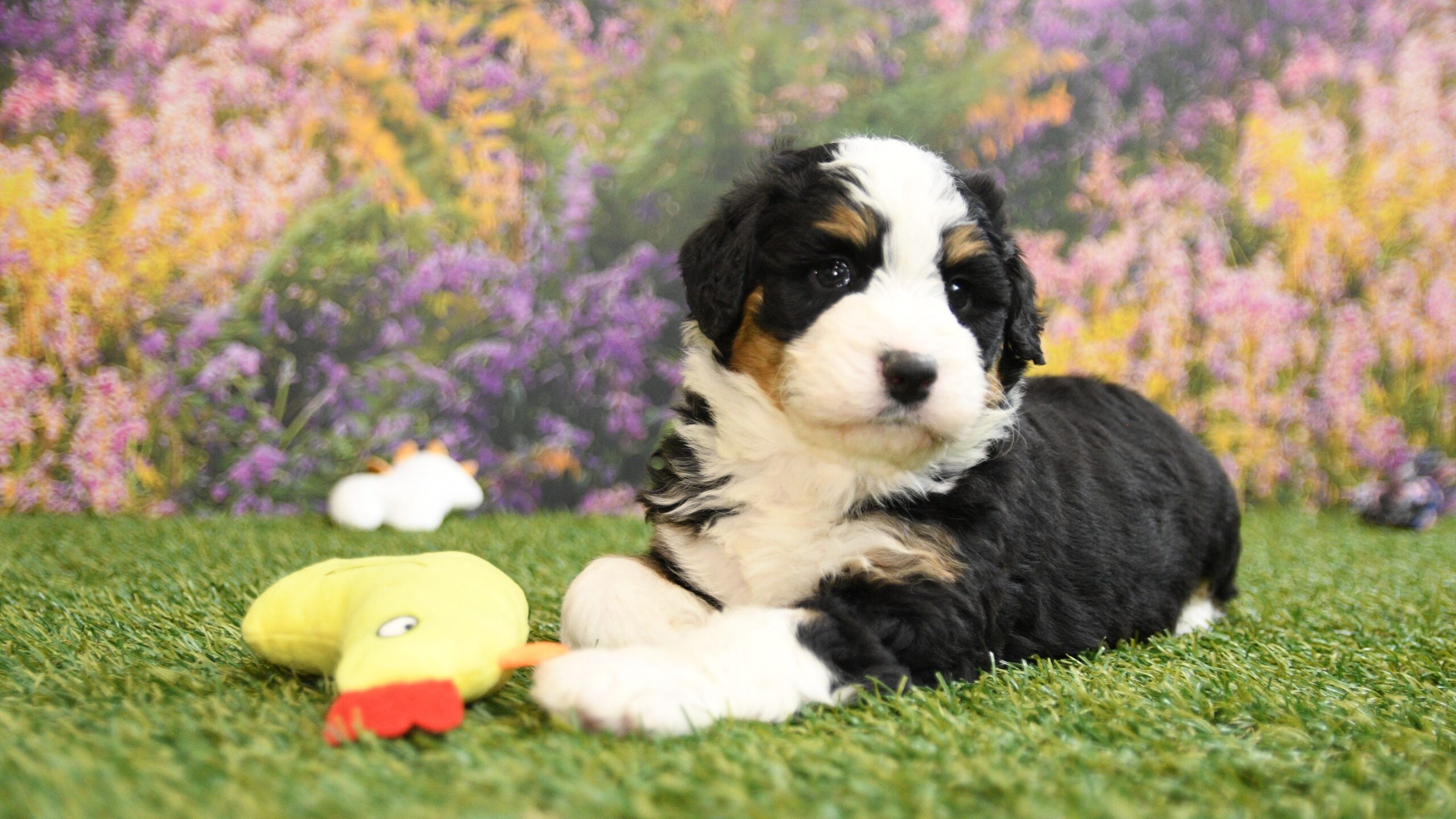 Bailey 2 Bailey - Image 2