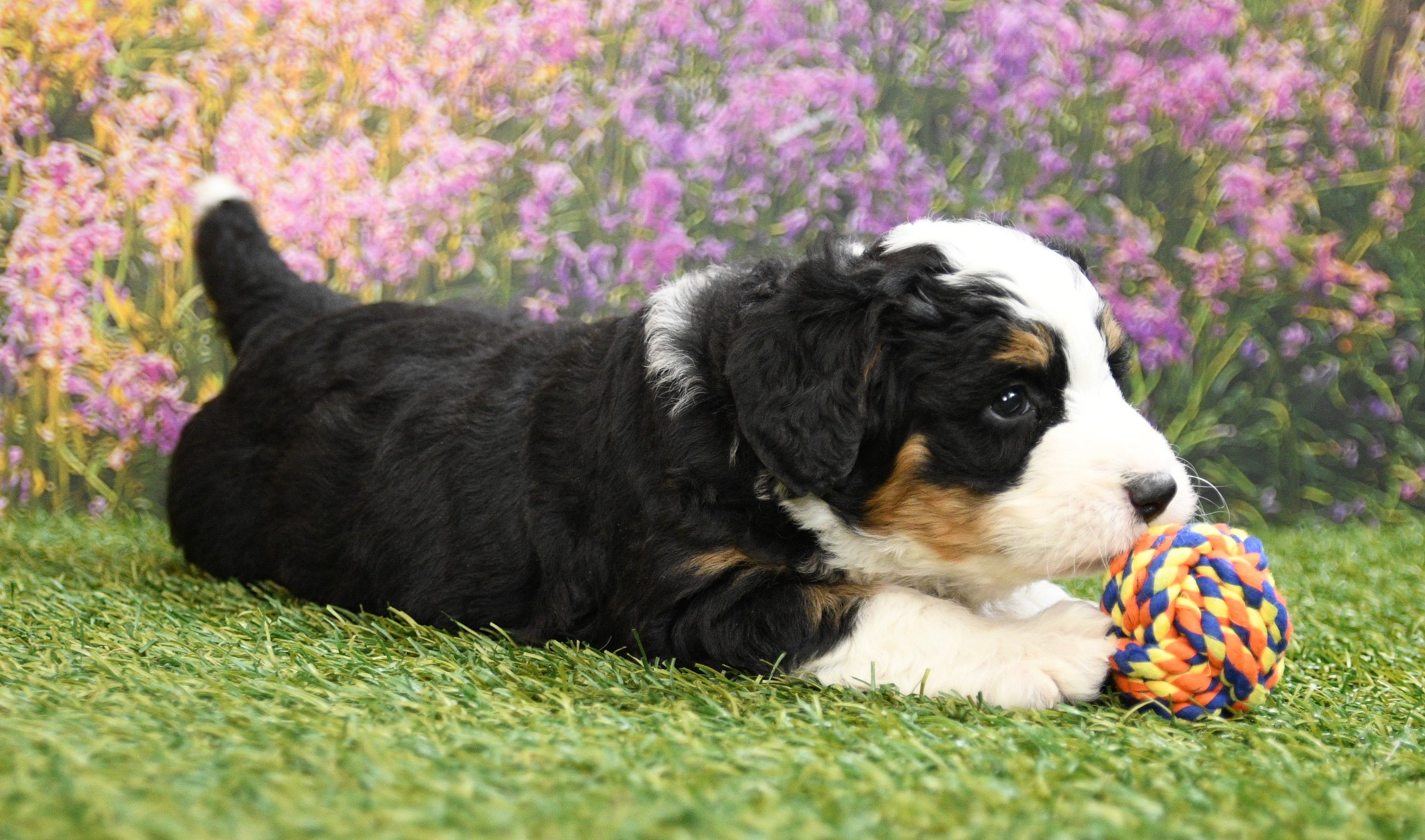 Bailey 4 Bailey - Image 4