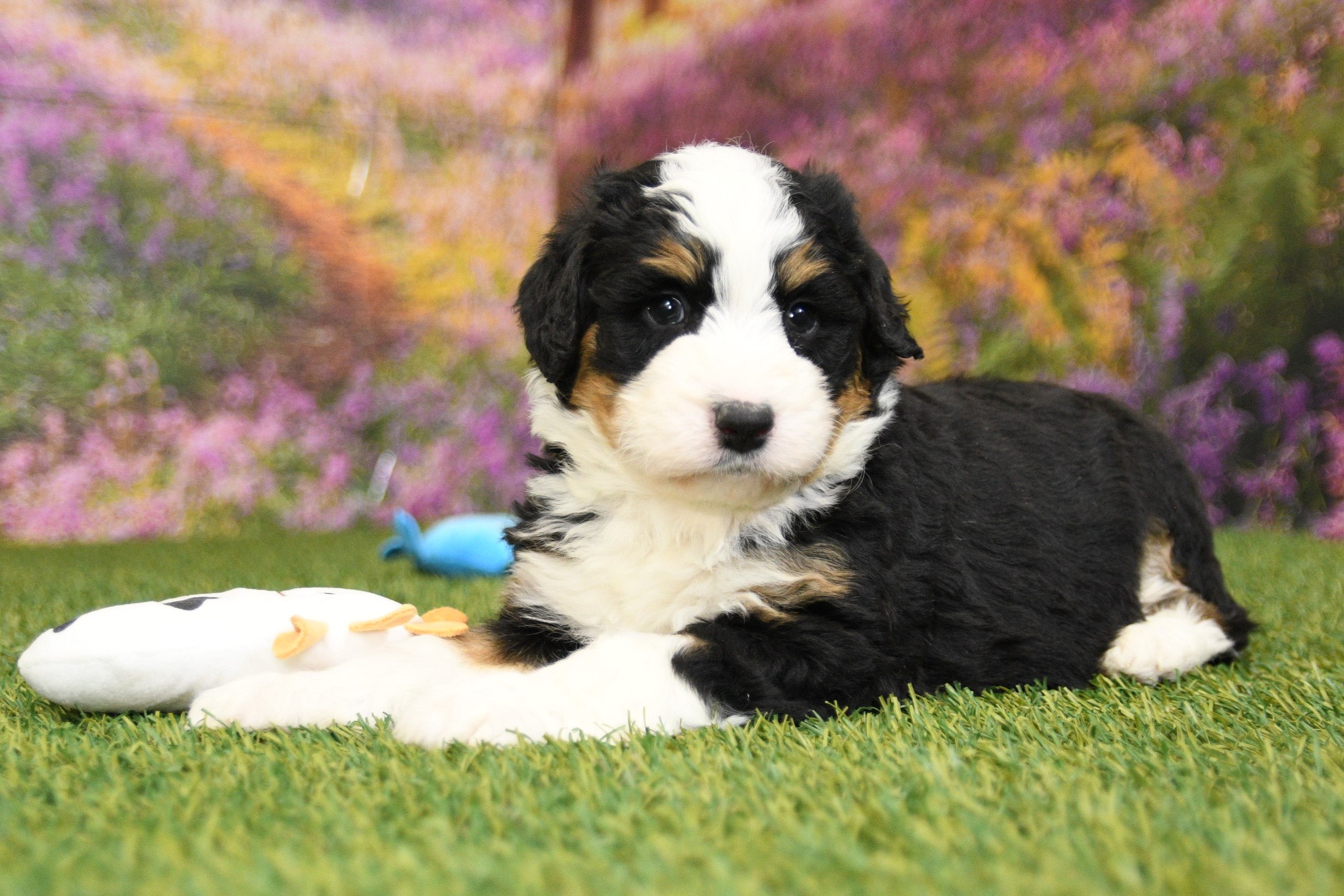 Bailey 3 Bailey - Image 3