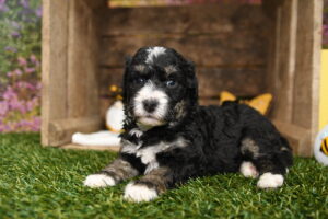 Porter