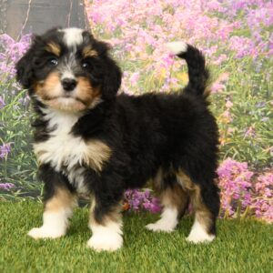 Hallie