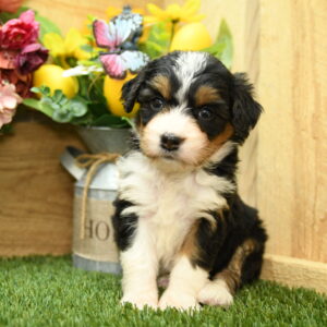 Harper